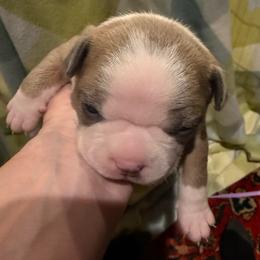 Cody - Blue male Boston Terrier puppy in Monroe, Washington from Nordkyn Boston Terriers