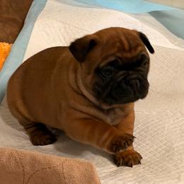 Rico - Fawn male French Bulldog puppy in Billings, Montana from Sugarloaf French bulldogs and Australian cattle dogs