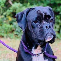 Hansel - Boxer