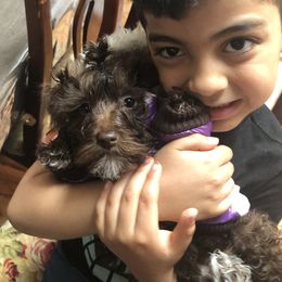 Poodle and Schnoodle Puppies from Marlens.poodles