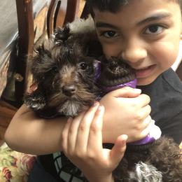 Poodle and Schnoodle Puppies from Marlens.poodles