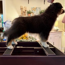 Rose - Black tri female Miniature American Shepherd puppy in Fredericksburg, Virginia from Battlefield Australian Shepherds and Miniature American Shepherds