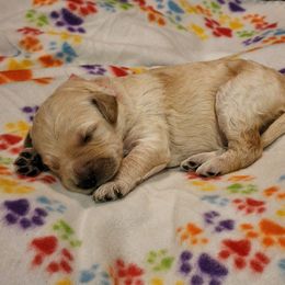 Goldendoodle Puppies from Lauralyn's Goldendoodles