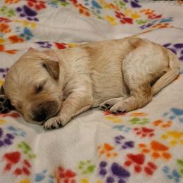 Goldendoodle Puppies from Lauralyn's Goldendoodles