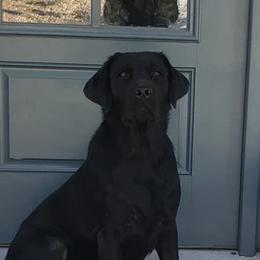 Daisy - Labrador Retriever