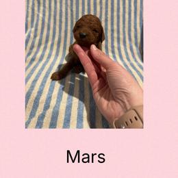 Mars - Red male Irish Doodle puppy in Harrisburg, Arkansas from Ransone’s Ridge Runners Poodles and Doodles