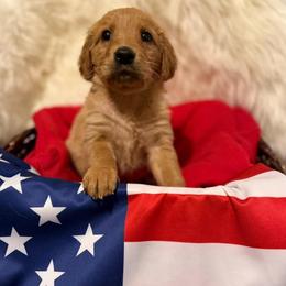 Teal Collar - Dark golden female Golden Retriever puppy in Turtlepoint, Pennsylvania from Allegheny River Retrievers