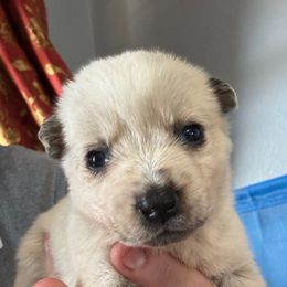 -Girl 4 - Blue Australian Cattle Dog puppy in Kaufman, Texas from Emberwick Ranch