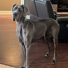 Great Danes from Leslie Woodard's Great Danes