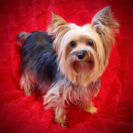 Pheonix - Yorkshire Terrier