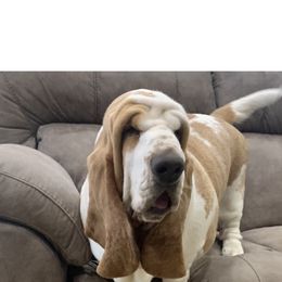 Basset Hound All Grown Up from The Lowlife Basset Hounds