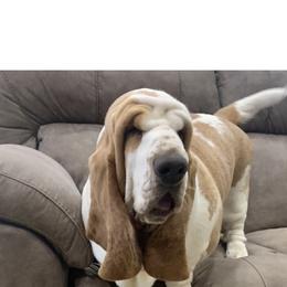 Basset Hound All Grown Up from The Lowlife Basset Hounds