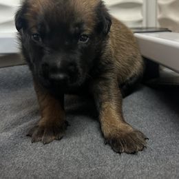 Green - Fawn sable male Belgian Malinois puppy in Ellerbe, North Carolina from Grand Prix Kennel