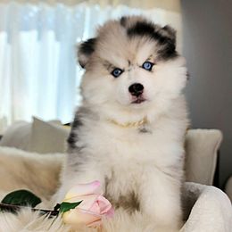 Bluebird's Tiger - Merle male Pomsky puppy in Princeton, Minnesota from Bluebird House of Pomsky