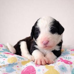 Clover - Brown and white female Sheepadoodle puppy in Rocky Point, North Carolina from CelticDoods