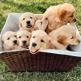 Golden Mountain Dogs and Golden Retrievers from Roberds Farm Golden Retrievers