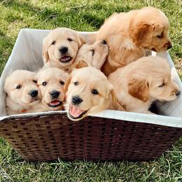 Golden Mountain Dogs and Golden Retrievers from Roberds Farm Golden Retrievers