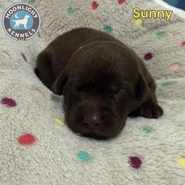 Sunny - Yellow Collar - Chocolate male Labrador Retriever puppy in Elloree, South Carolina from Moonlight Kennels LLC