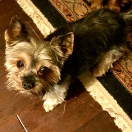 Yorkshire Terrier Puppies from Lake Life