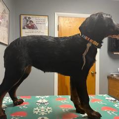 Several gorgeous females - Black and rust female Beauceron puppy in Patten, Maine from Beaucerons De La Valle Katahdin