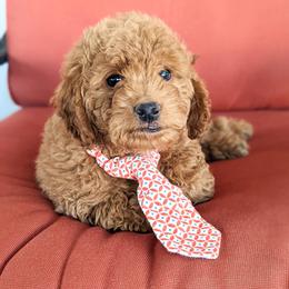 Goldendoodle Puppies from Ruby's Doodle Doos