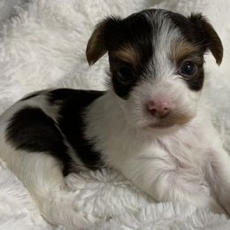 Yorkshire Terrier Puppies from Chocolate and Parti Yorkies in Florida