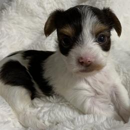 Yorkshire Terrier Puppies from Chocolate and Parti Yorkies in Florida