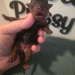 Girl 2 - Black and tan female Yorkshire Terrier puppy in Clermont, Florida from Bella's Prissy Butts