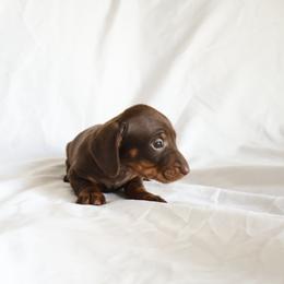 Ava - Chocolate female Dachshund puppy in Fredericksburg, Ohio from William's Dachshunds
