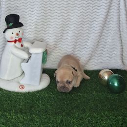 Hunter - Fawn male French Bulldog puppy in Cañon City, Colorado from Terri Geiser-Gilchrist