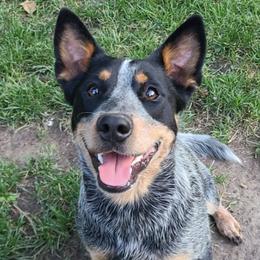 Australian Cattle Dogs from Cattle Dog Kennels