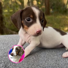 Piebald Girl Two - Piebald female Dachshund puppy in Brunswick, Georgia from Coastal Georgia Miniature Dachshunds