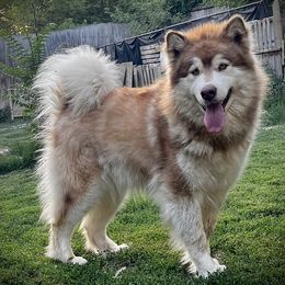 Okura - Alaskan Malamute