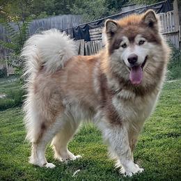 Okura - Alaskan Malamute