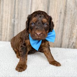 August (choc sable) - Sable male Bernedoodle puppy in Wamego, Kansas from Doodles of Oz