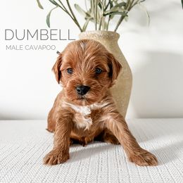 Bernedoodle and Cavapoo Puppies from Cariad Doodles