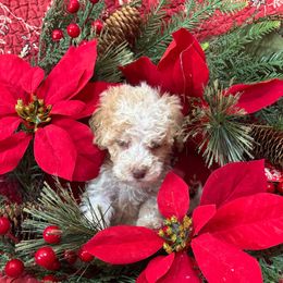 Lassen - Gold male Labradoodle puppy in Somerset, California from Annie’s Animals