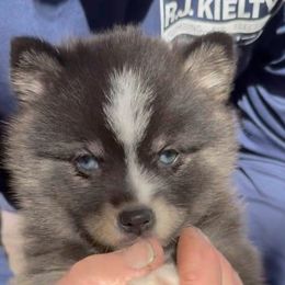 Boo - Silver and white female Pomsky puppy in Spring Hill, Florida from PDQ Pomskies