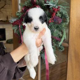 Holly - Black and white female Bernedoodle puppy in Yuba City, California from Ranch House Doodles