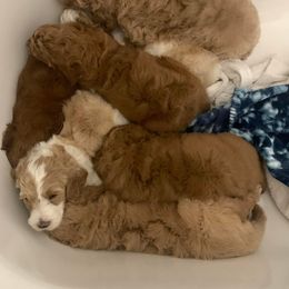 Goldendoodle Puppies from Edge Farm Goldendoodles