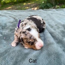 Cat - Chocolate merle female Bernedoodle puppy in New Ringgold, Pennsylvania from Hawk Mountain Doodles