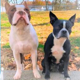 Boston Terrier puppies from Sleepwalker Bostons