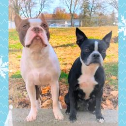 Boston Terrier puppies from Sleepwalker Bostons