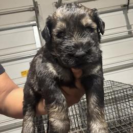 Blue Male - Pepper and salt male Giant Schnauzer puppy in Pearland, Texas from K & S Schnauzers
