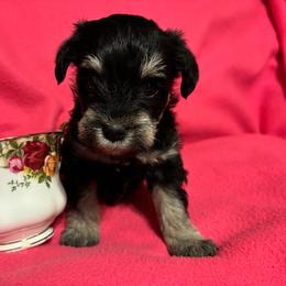 K Ehleyr - Black and silver female Miniature Schnauzer puppy in Colorado Springs, Colorado from Spice Mountain Puppies