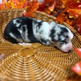 Ribbon - Blue merle female Australian Shepherd puppy in Howardsville, Virginia from Spectacular Aussies and Cavaliers