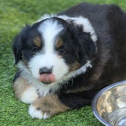 Miniature American Shepherd Puppies from All About Me Miniature American Shepherds