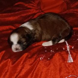 Sweet pea - Liver and white female Shih Tzu puppy in Browns Summit, North Carolina from Lisa's Shih Tzus