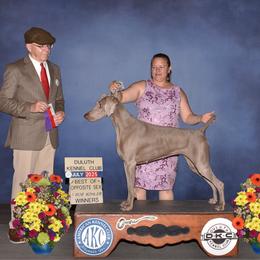 Summer - Weimaraner