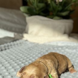 Goldendoodle Puppies from Royal Goldendoodle